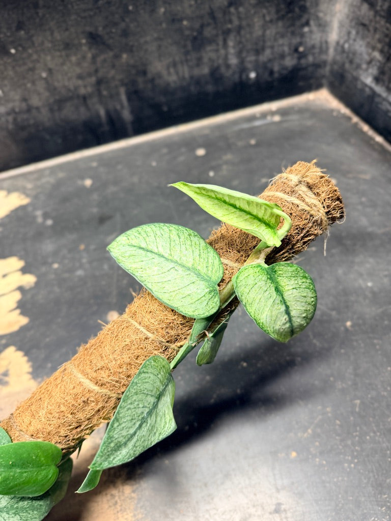 Handpicked #97 - Rhaphidophora Hongkongensis Mint Totem - 100mm Pot