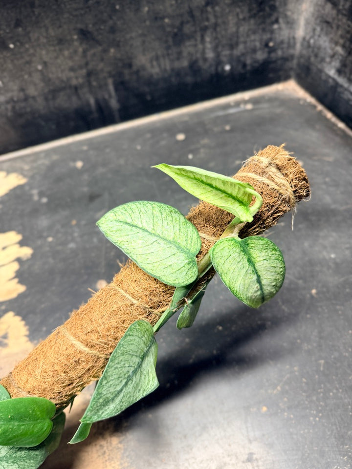 Handpicked #97 - Rhaphidophora Hongkongensis Mint Totem - 100mm Pot