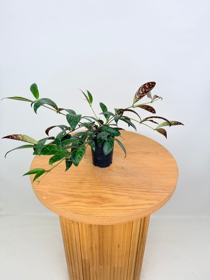 Aeschynanthus Longicaulis - Black Pagoda - Lipstick Plant