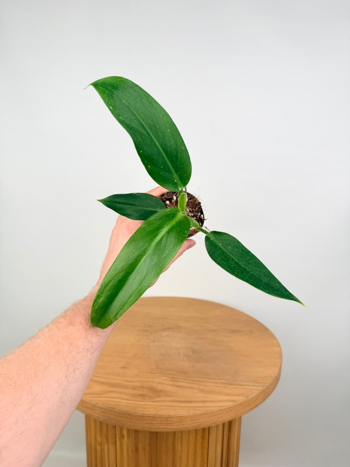 Philodendron Mexicanum