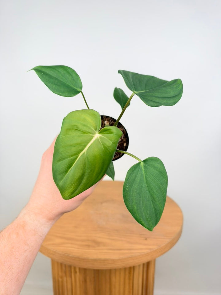 Philodendron Gloriosum X Pastazanum - Dean McDowell