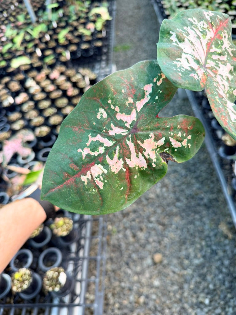 Handpicked #45 - Caladium Bicolor - Apple Blossom