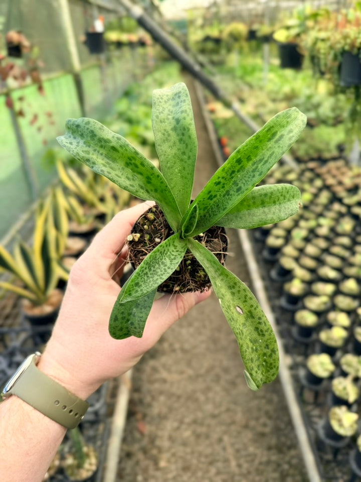 Ledebouria Petiolata - Leopard