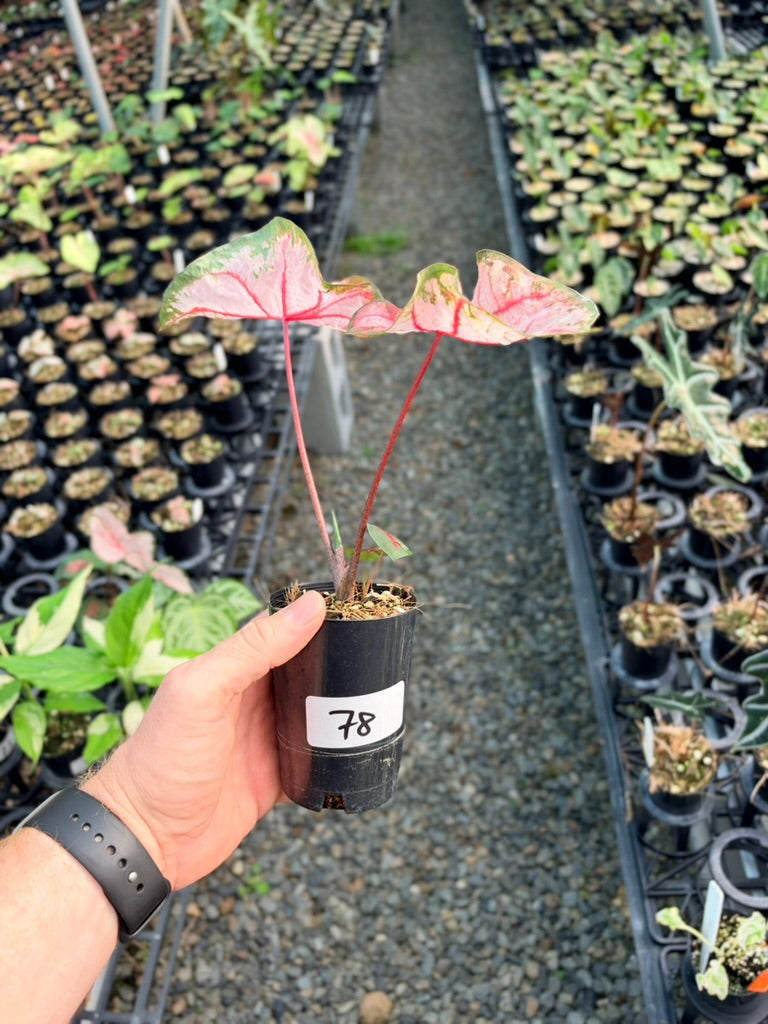 Handpicked #78 - Caladium Bicolor - Apple Blossom