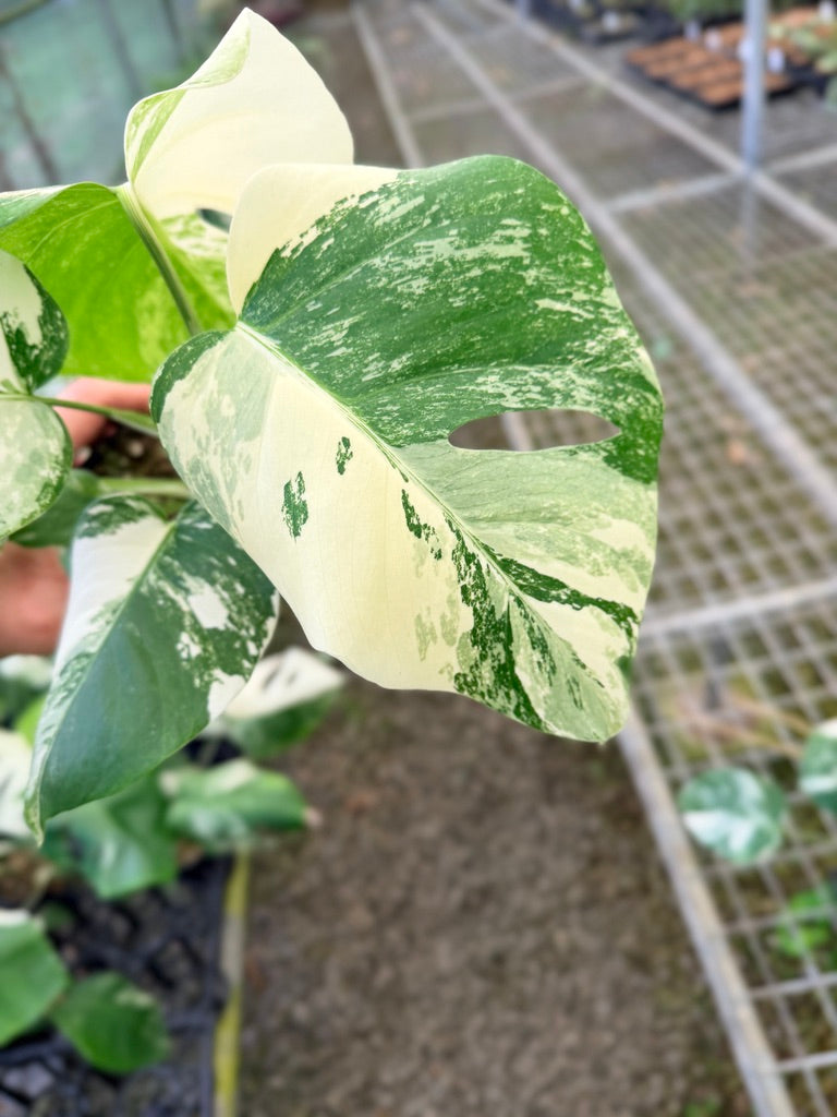 Handpicked #135 - Monstera Deliciosa Borsigiana Variegated Albo