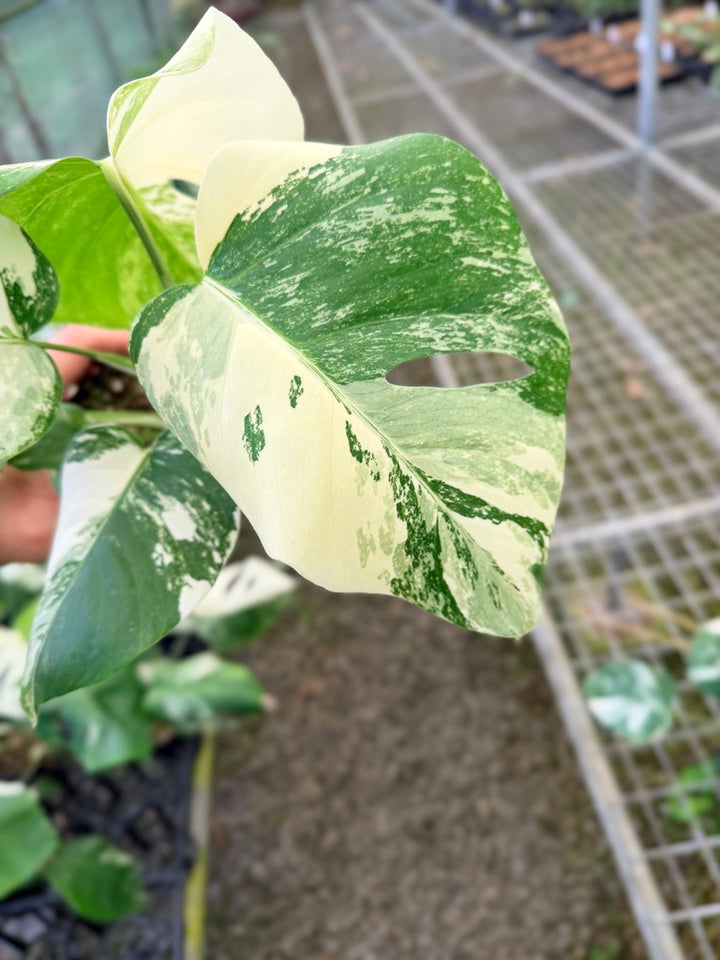 Handpicked #135 - Monstera Deliciosa Borsigiana Variegated Albo