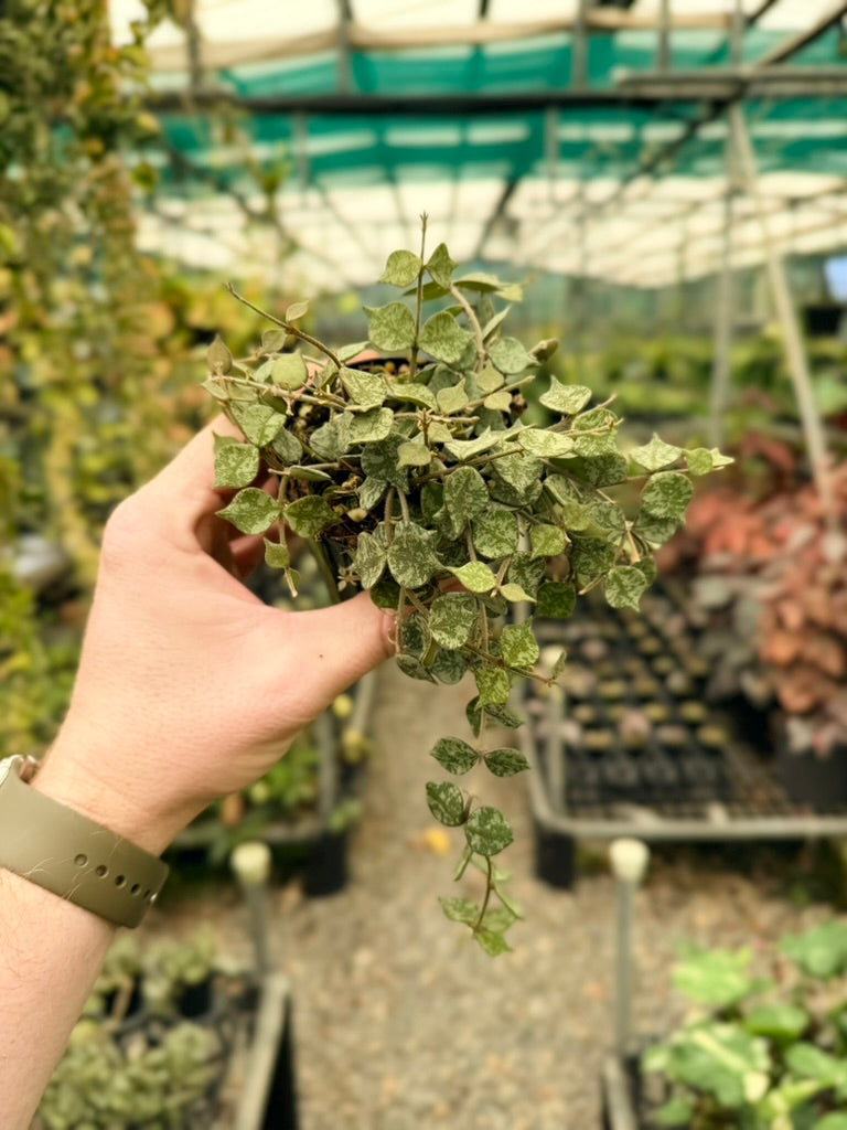 Hoya Curtisii - Thailand Form
