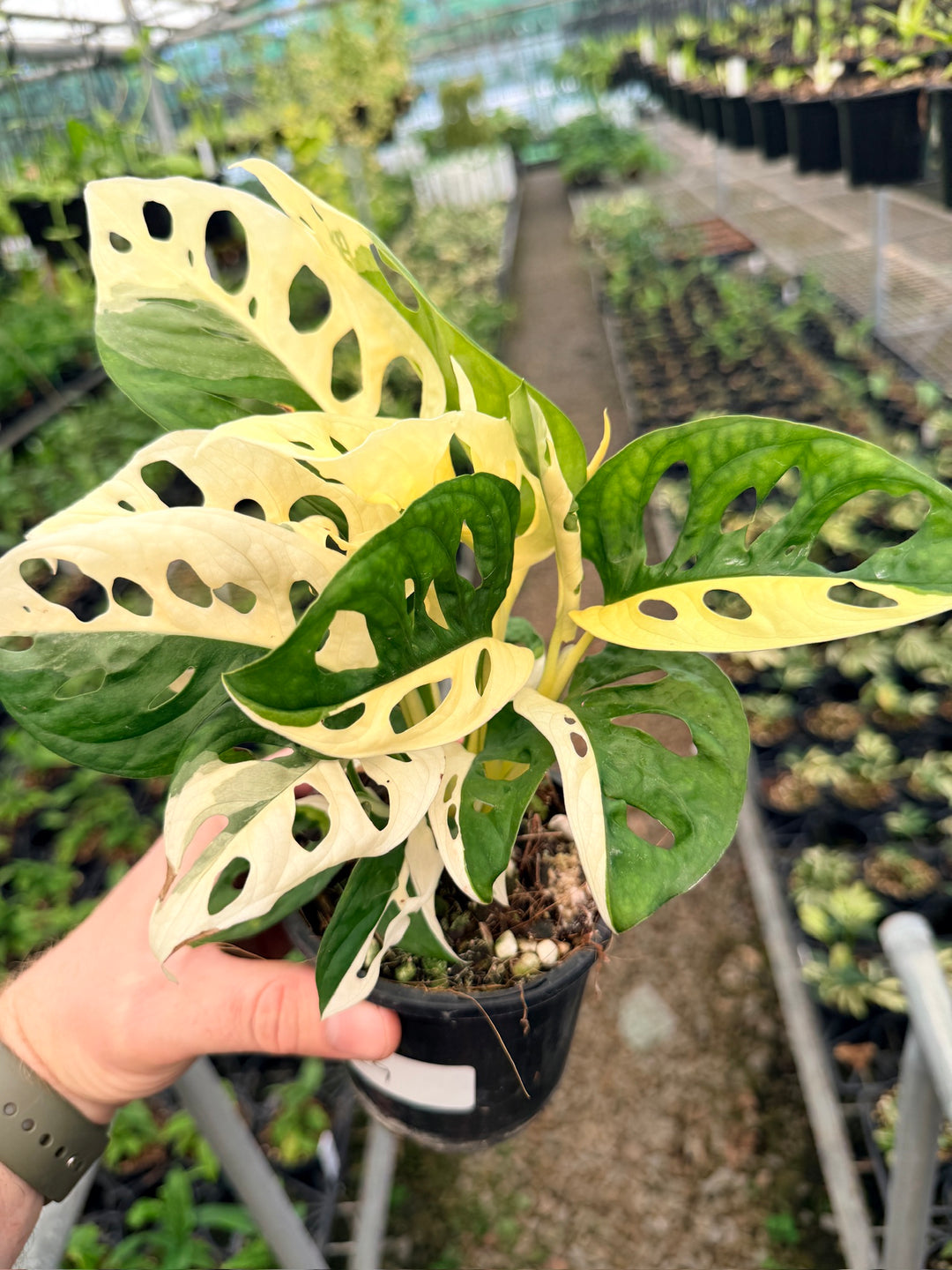 Handpicked #129 - Monstera Adansonii - Monkey Mask - Variegated Albo - Double Planted