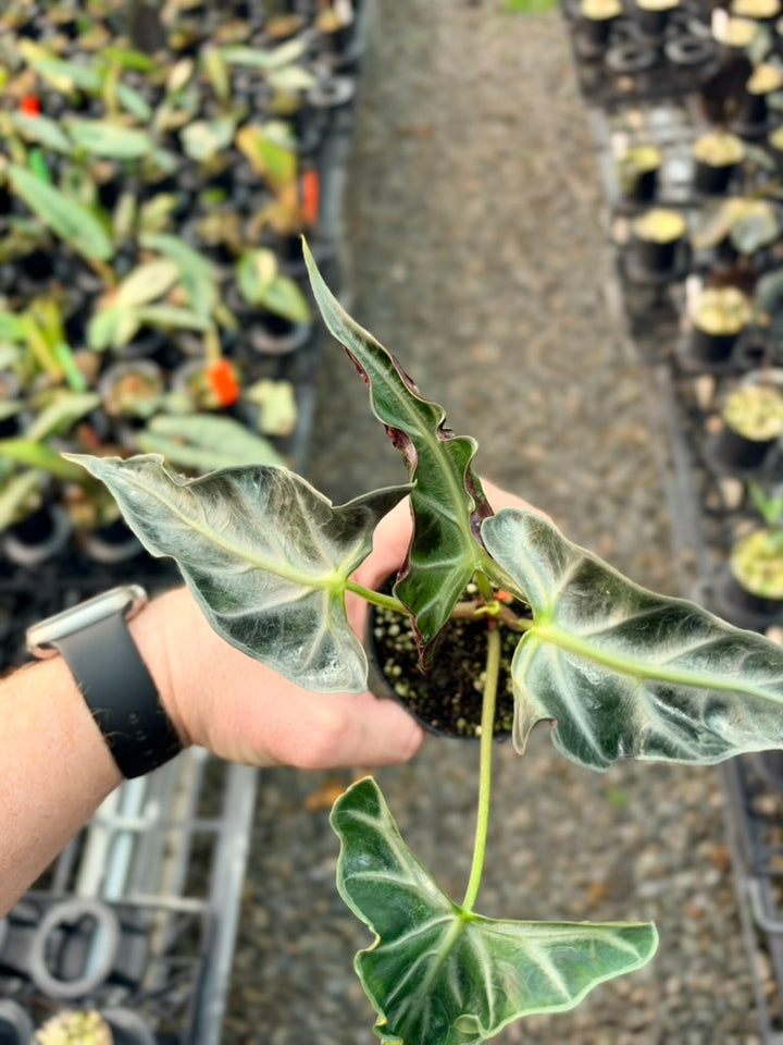 Handpicked #82 - Alocasia Loco