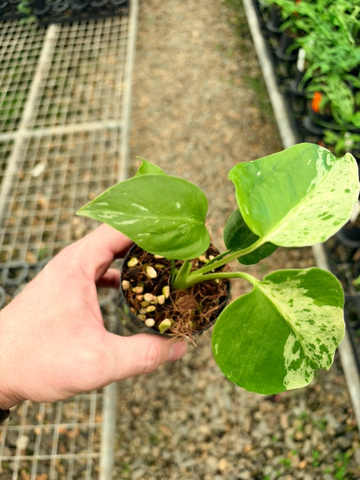 Handpicked #65 - Monstera Deliciosa - Bulbasaur