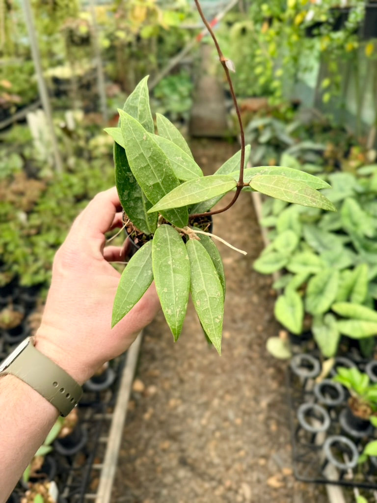 Hoya Acuta - Pink
