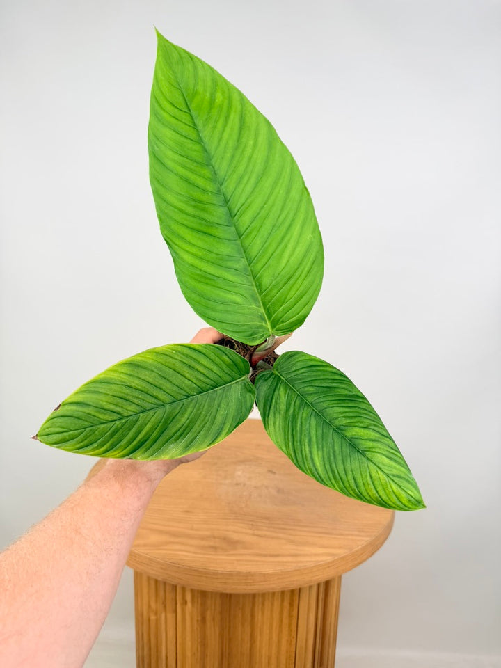 Philodendron Rugapetiolatum