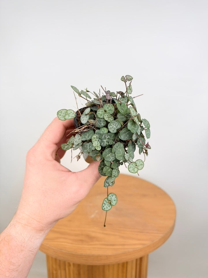 Ceropegia Woodii - Chain Of Hearts