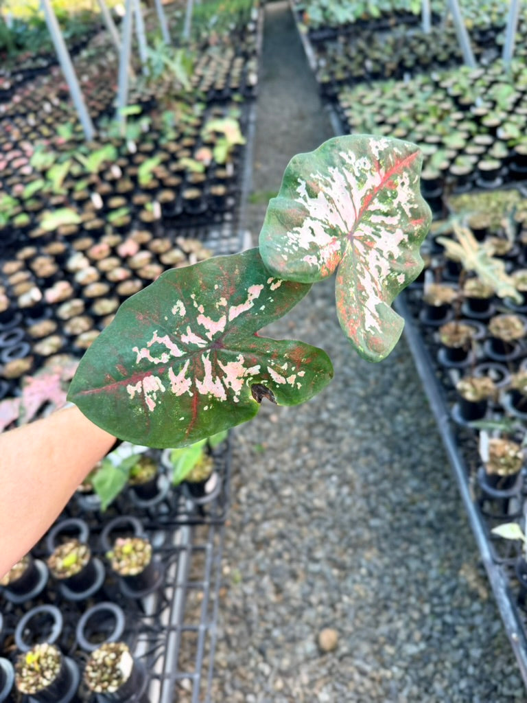 Handpicked #45 - Caladium Bicolor - Apple Blossom