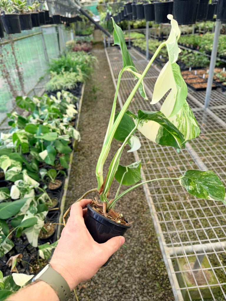 Handpicked #131 - Monstera Deliciosa Borsigiana Variegated Albo