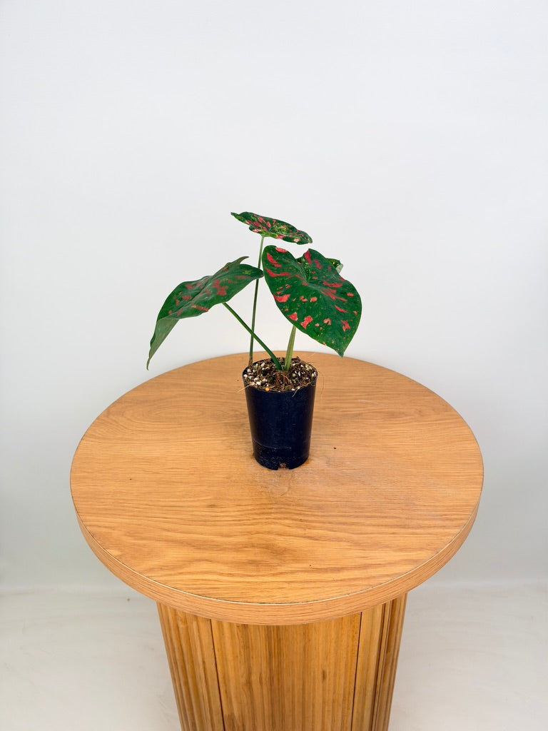 Caladium Bicolor - Raspberry Moon