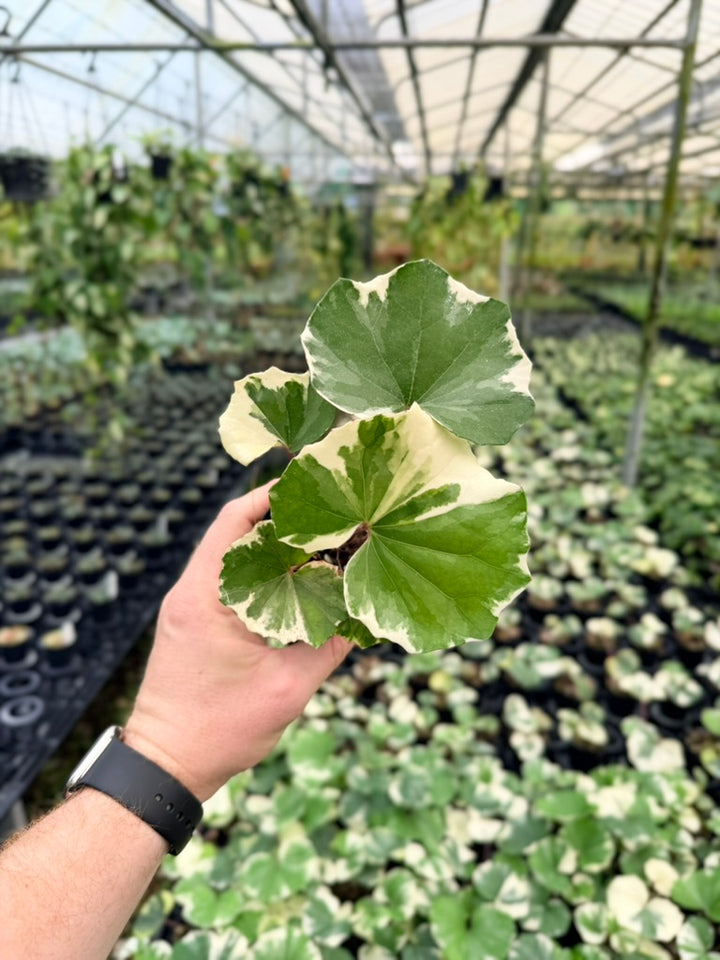 Farfugium Japonicum - Argenteum Variegata