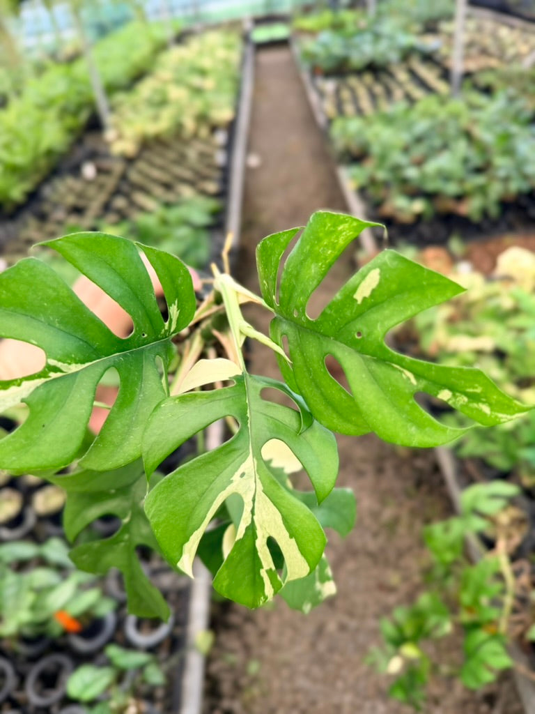 Handpicked #15 - Rhaphidophora Tetrasperma Variegata Albo