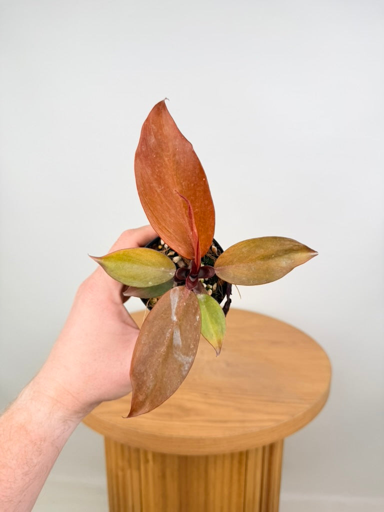 Philodendron Erubescens - Mccolley's Finale
