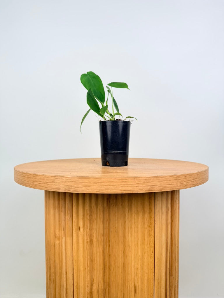 Philodendron Sharoniae