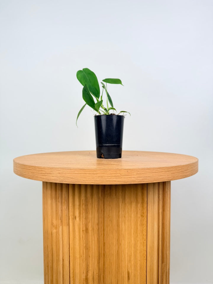 Philodendron Sharoniae