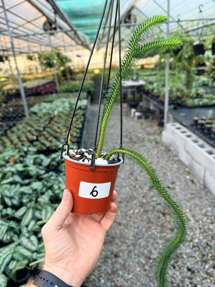 Handpicked #6 - Phlegmariurus squarrosus [Huperzia Squarrosa] - Thailand Large Rock Tassel Fern
