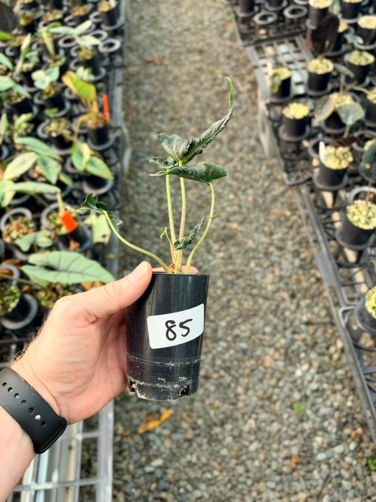 Handpicked #85 - Alocasia Loco