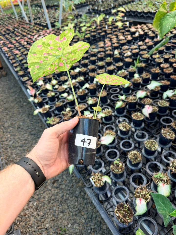 Handpicked #47 - Caladium Bicolor - Raspberry Moon