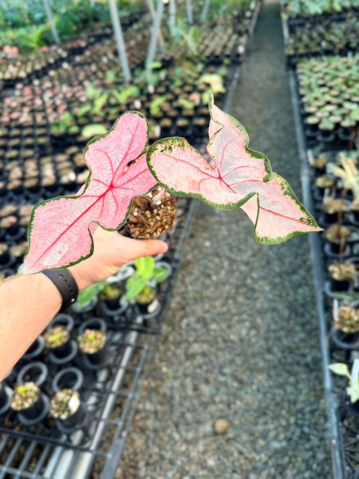 Handpicked #44 - Caladium Bicolor - Apple Blossom