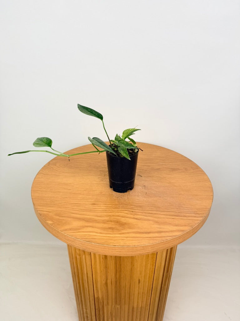 Epipremnum Pinnatum - Mint
