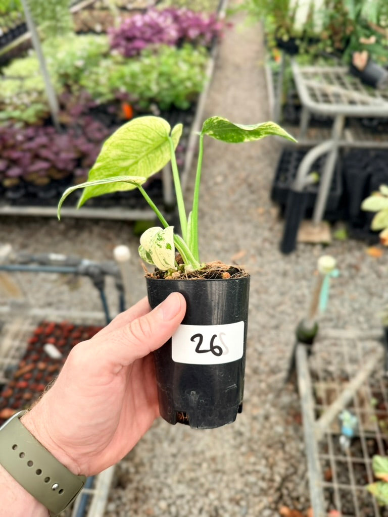 Handpicked #26 - Monstera Deliciosa Mint
