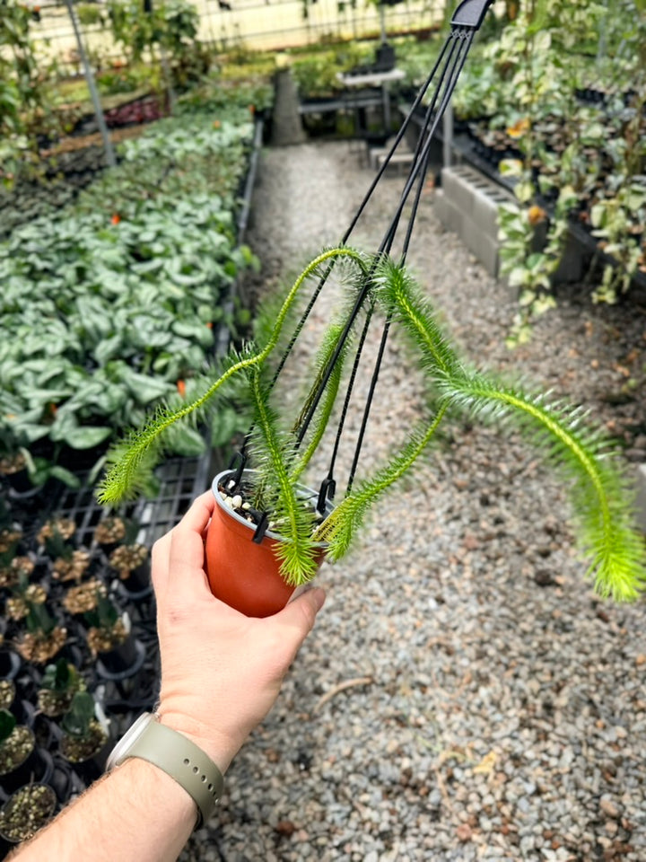 Handpicked #39 - Phlegmariurus Squarrosus [Huperzia Squarrosa] - Indonesian Long stem Tassel Fern