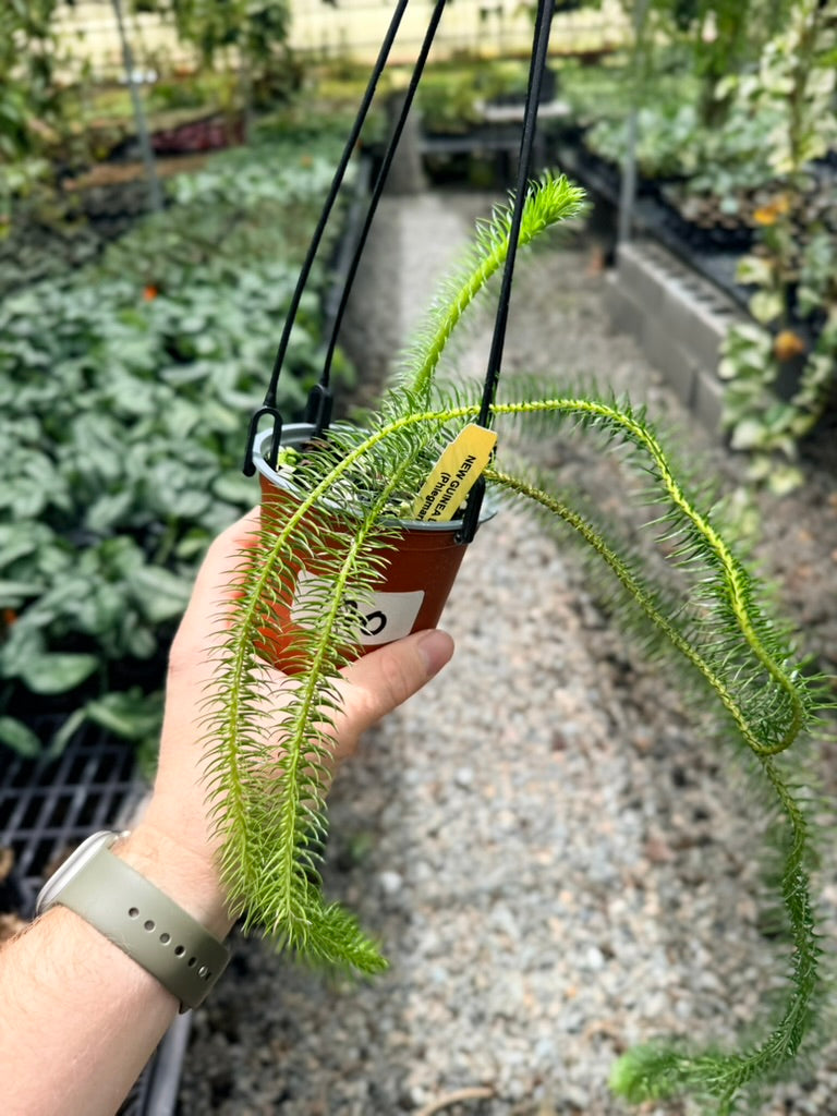 Handpicked #40 - Phlegmariurus Squarrosus [Huperzia Squarrosa] - New Guinea Large Rock Tassel Fern