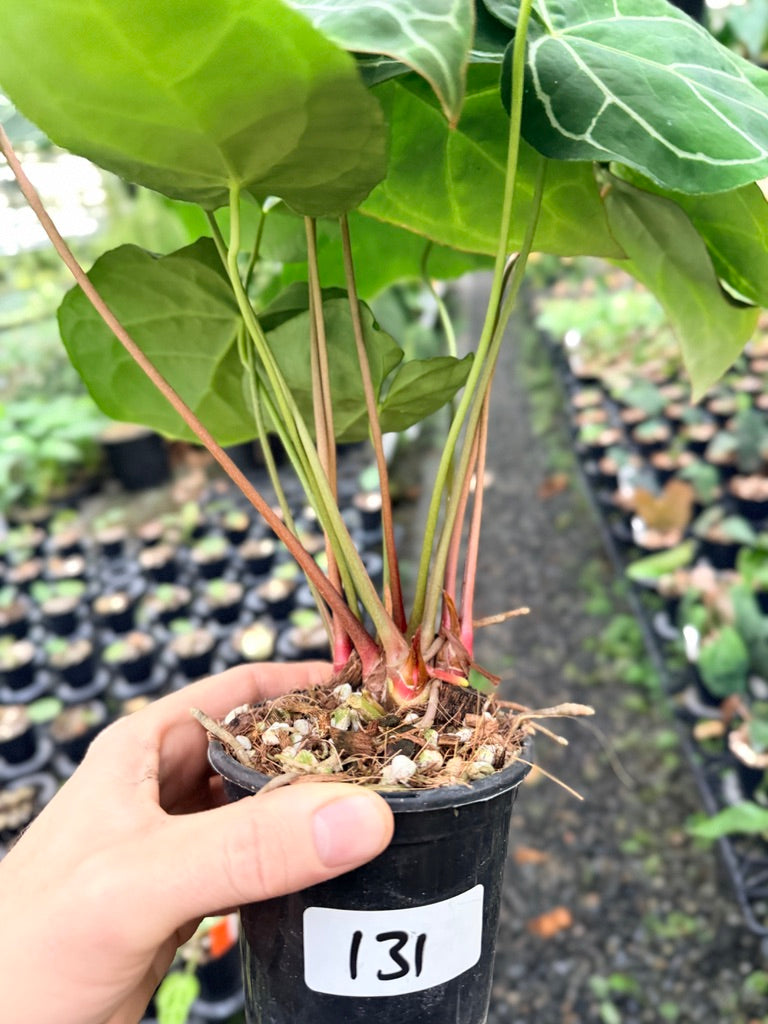 Handpicked #131 - Anthurium Crystallinum - Multi Headed