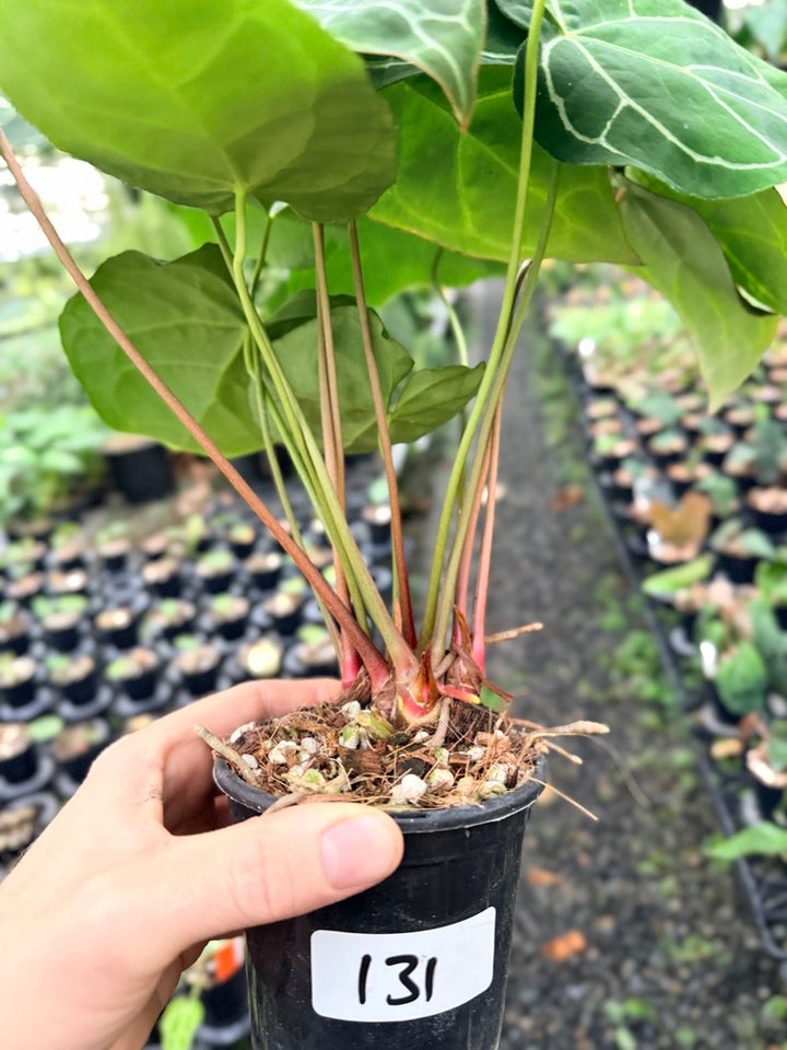 Handpicked #131 - Anthurium Crystallinum - Multi Headed