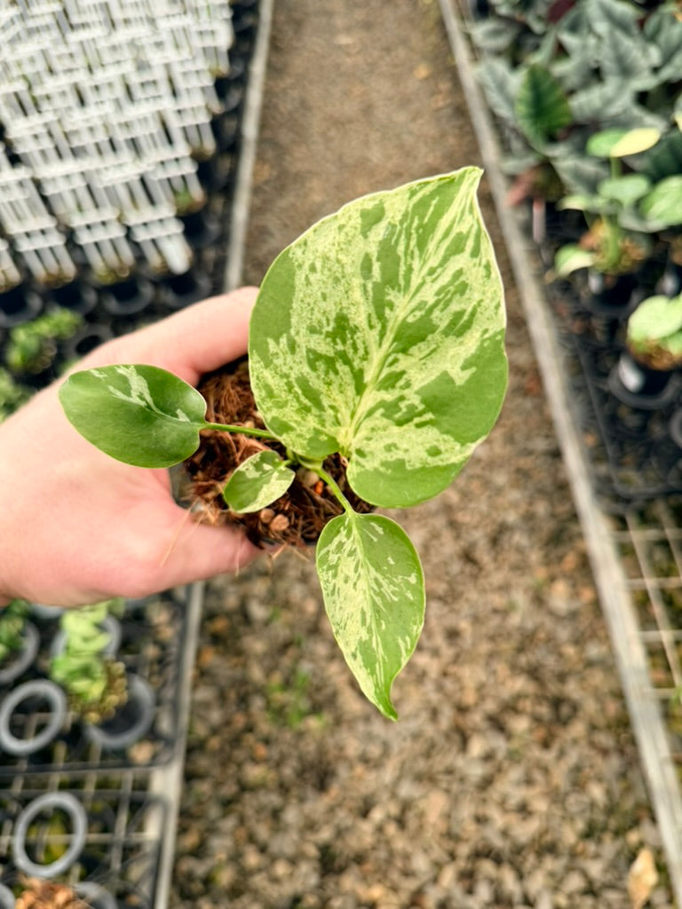 Handpicked #58 - Monstera Deliciosa - Bulbasaur