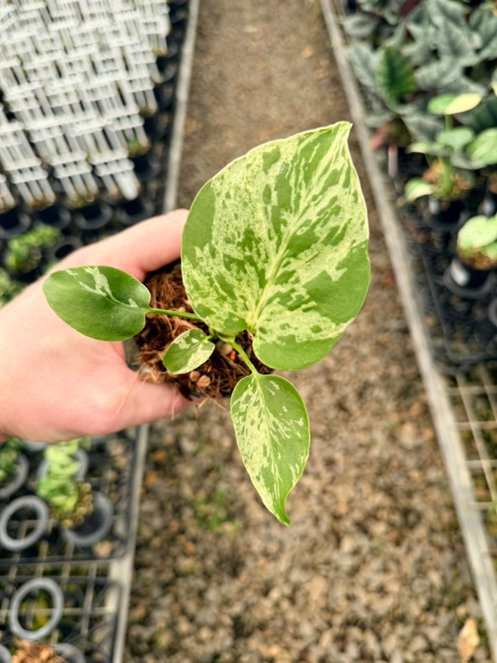 Handpicked #58 - Monstera Deliciosa - Bulbasaur