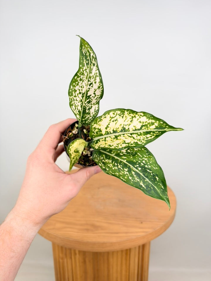 Aglaonema Commutatum - Thai Snowflake