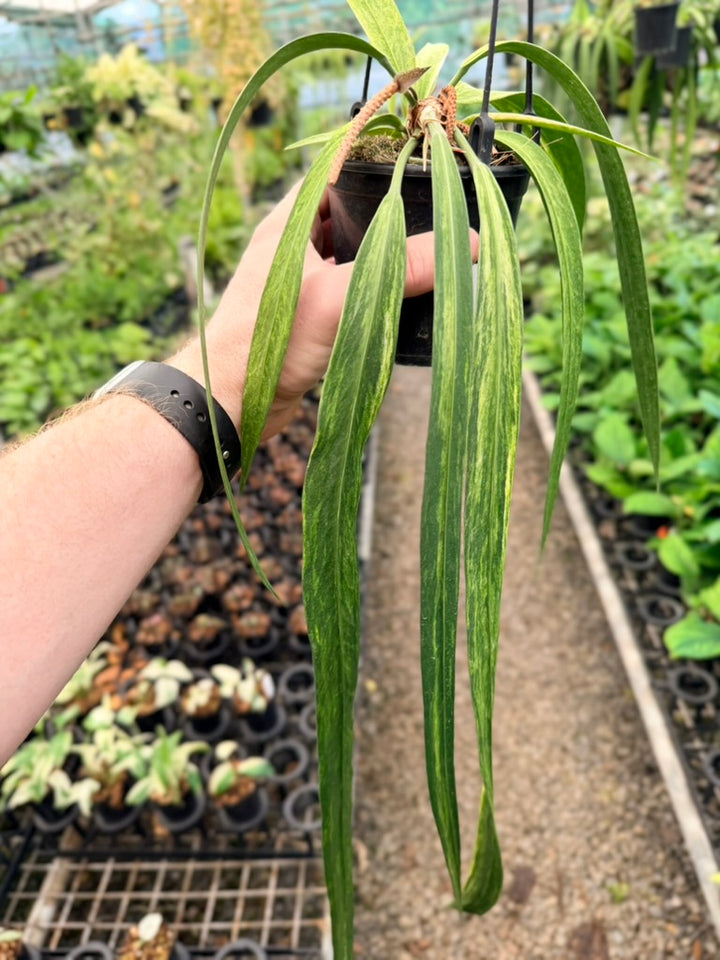 Handpicked #19 - Anthurium Vittariifolium Variegata