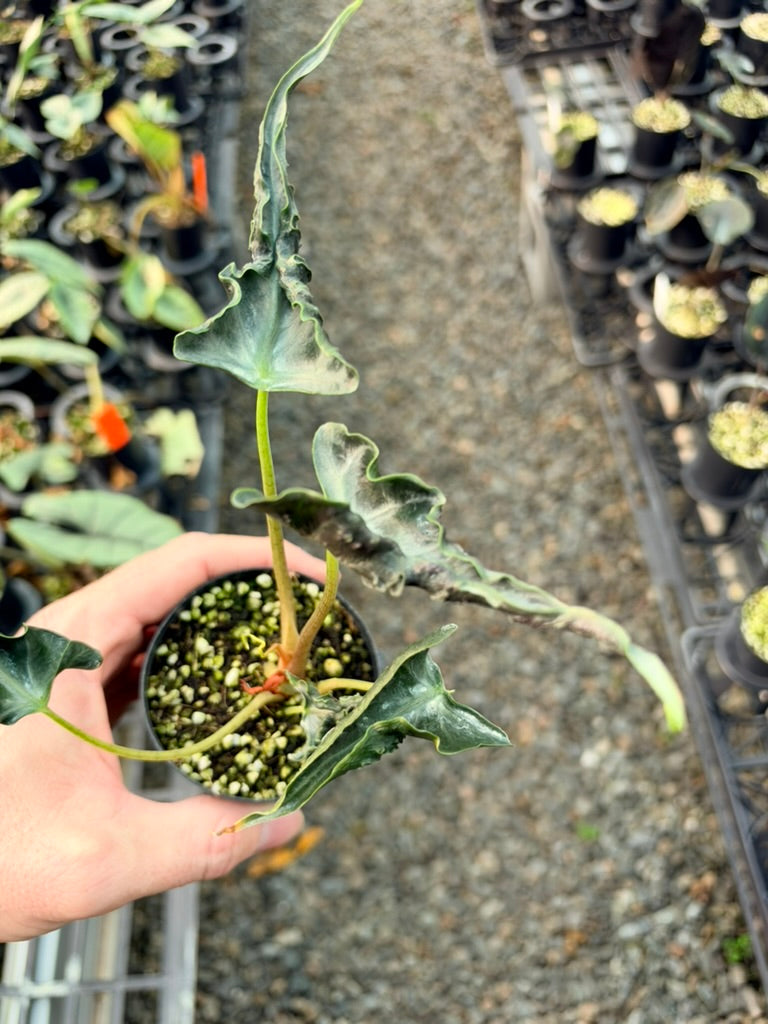 Handpicked #85 - Alocasia Loco