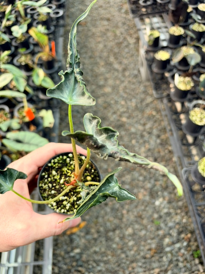 Handpicked #85 - Alocasia Loco