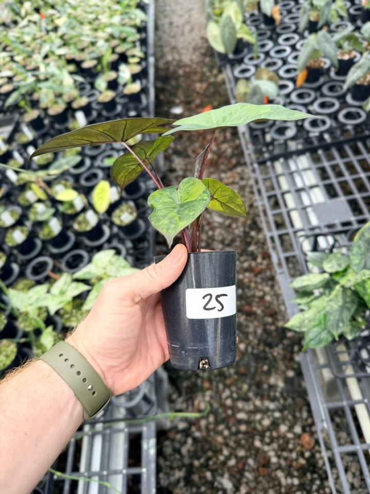 Handpicked #25 - Alocasia Yucatan Princess Variegata
