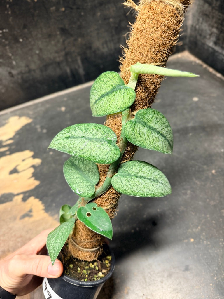 Handpicked #99 - Rhaphidophora Hongkongensis Mint Totem - 100mm Pot
