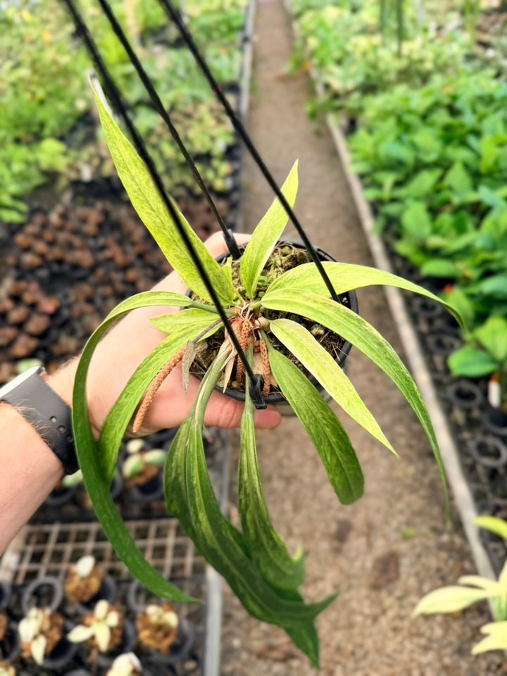 Handpicked #19 - Anthurium Vittariifolium Variegata