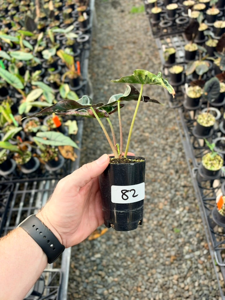 Handpicked #82 - Alocasia Loco