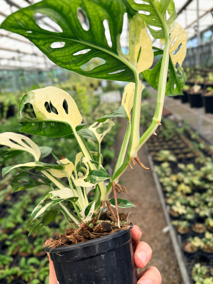 Handpicked #122 - Monstera Adansonii - Monkey Mask - Variegated Albo - Double Planted