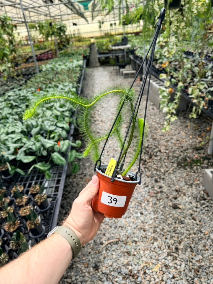 Handpicked #39 - Phlegmariurus Squarrosus [Huperzia Squarrosa] - Indonesian Long stem Tassel Fern