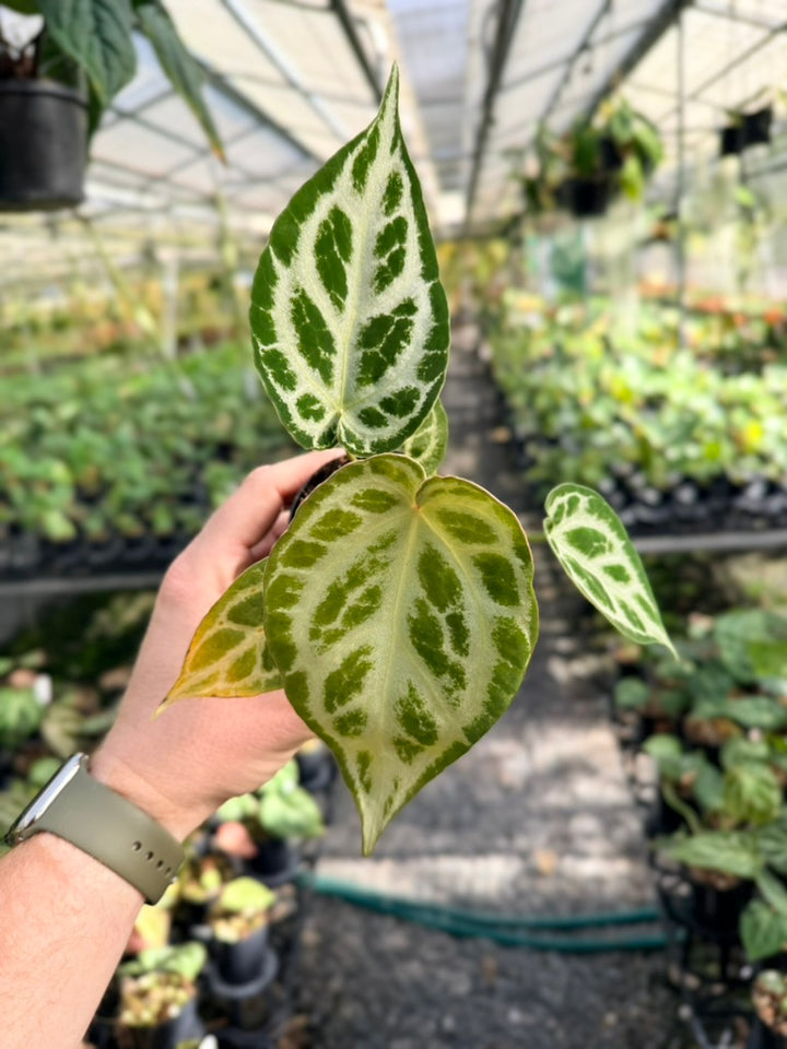 Anthurium Crystallinum Silver Blush X Warocqueanum - Imperfect Foliage