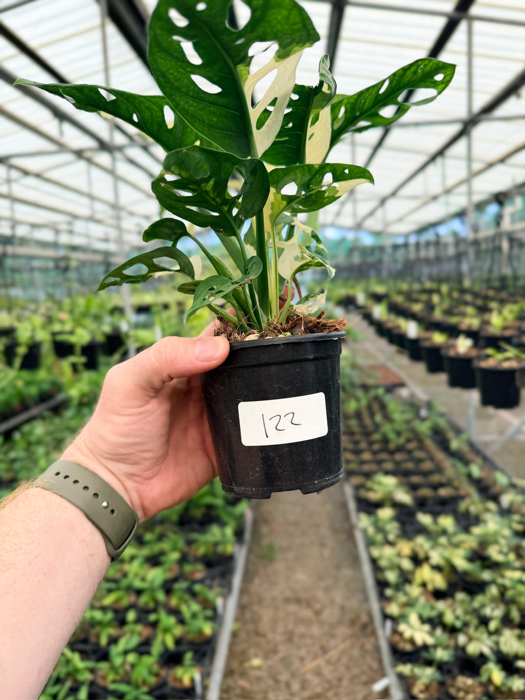 Handpicked #122 - Monstera Adansonii - Monkey Mask - Variegated Albo - Double Planted