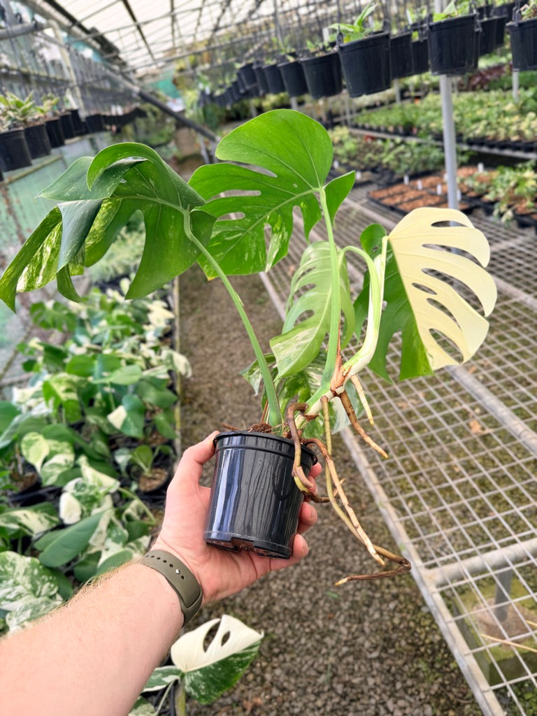 Handpicked #134 - Monstera Deliciosa Borsigiana Variegated Albo